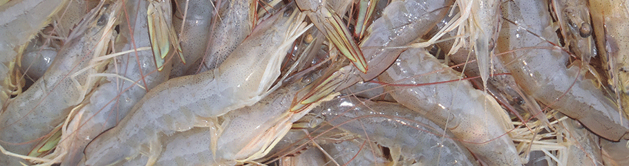 Prawns: Banana Prawns . MBSIA. Moreton Bay Seafood Industry Association.