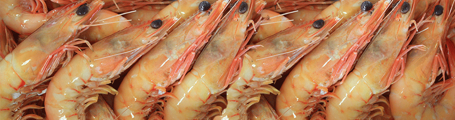 Prawns: King Prawns . MBSIA. Moreton Bay Seafood Industry Association.