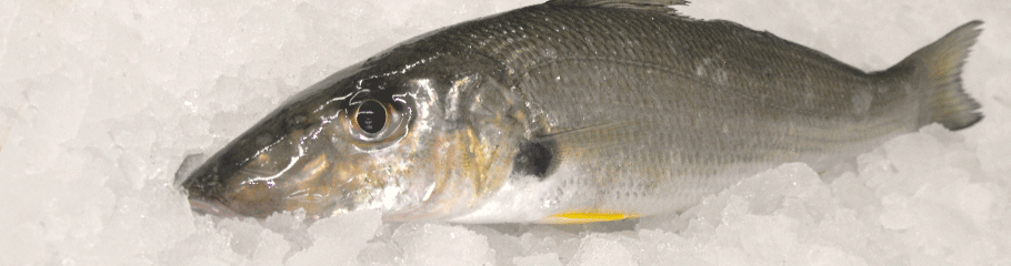 Fish: Whiting. MBSIA. Moreton Bay Seafood Industry Association.