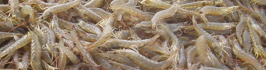 Prawns: Bay Prawns . MBSIA. Moreton Bay Seafood Industry Association.