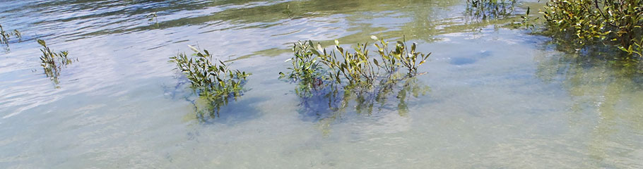 Facts: Environment. MBSIA. Moreton Bay Seafood Industry Association.