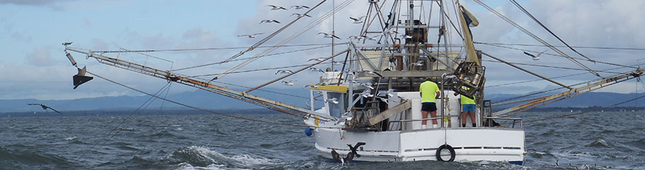 Moreton Bay Prawns. MBSIA. Moreton Bay Seafood Industry Association.