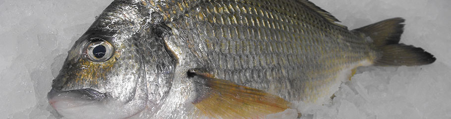 Fish: Bream (Yellowfin). MBSIA. Moreton Bay Seafood Industry Association.