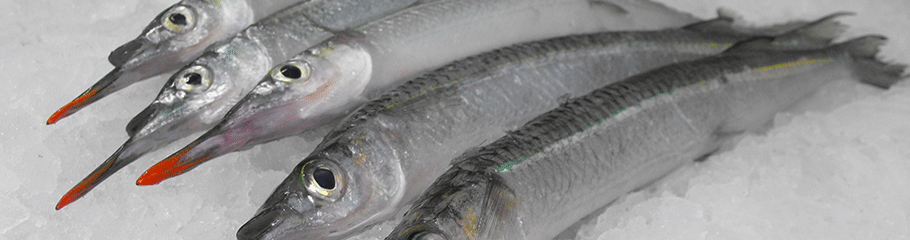 Fish: Garfish. MBSIA. Moreton Bay Seafood Industry Association.