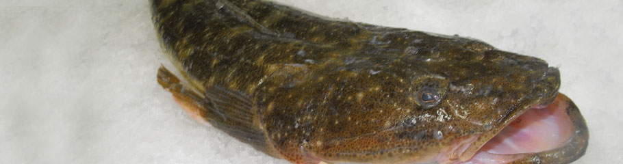 Fish: Flathead. MBSIA. Moreton Bay Seafood Industry Association.