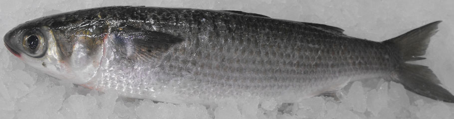 Fish: Mullet. MBSIA. Moreton Bay Seafood Industry Association.
