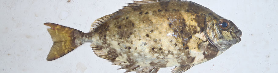 Fish: White Spotted Rabbitfish. MBSIA. Moreton Bay Seafood Industry Association.