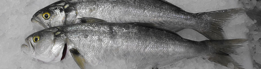Fish: Tailor. MBSIA. Moreton Bay Seafood Industry Association.
