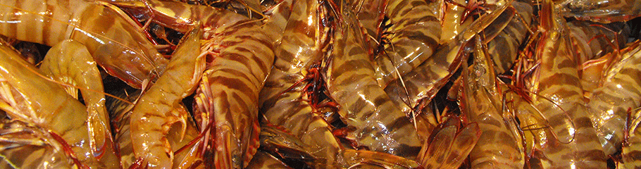 Prawns: Tiger Prawns . MBSIA. Moreton Bay Seafood Industry Association.